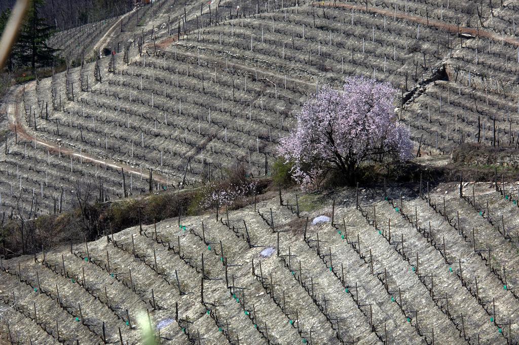 Cascina Arcangelo Raffaele Verduno エクステリア 写真